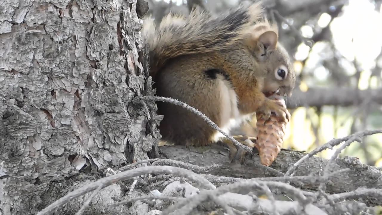 How beautifully the squirrel is eating