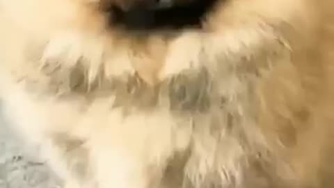Little puppy