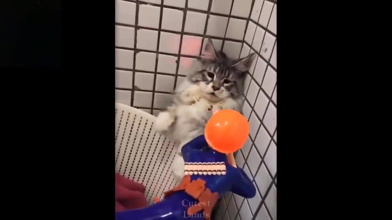 Most funny animals video# u must laughing