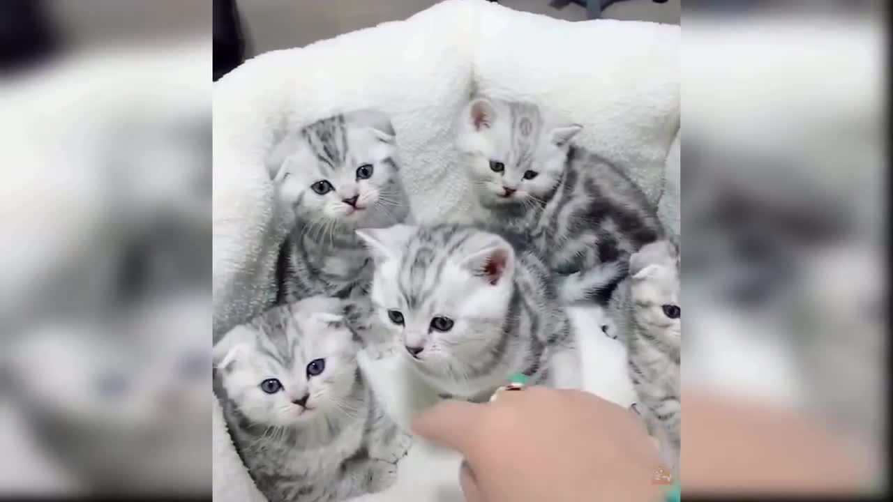 Compilation of Cute and Funny Cat Videos: Baby Cats