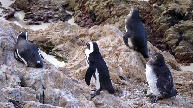 Penguins are resting and relaxing