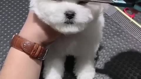 Dog haircut