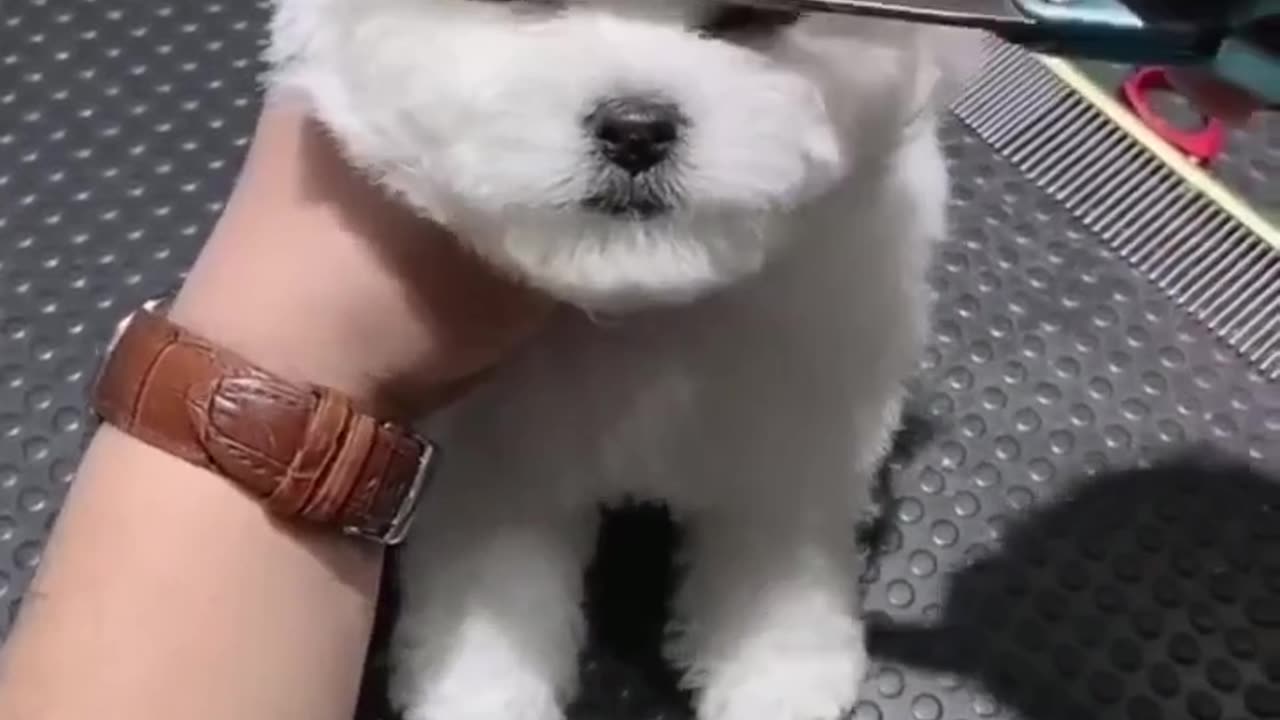 Dog haircut