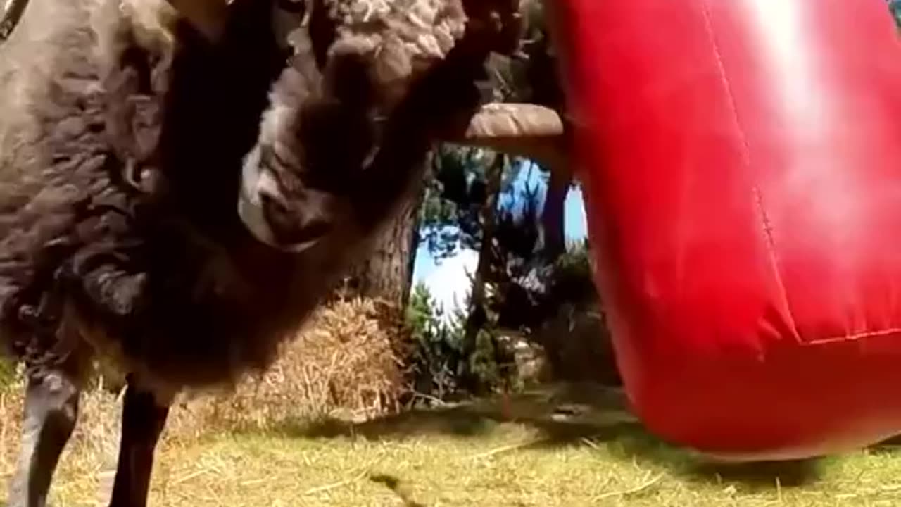 He training for the upcoming match