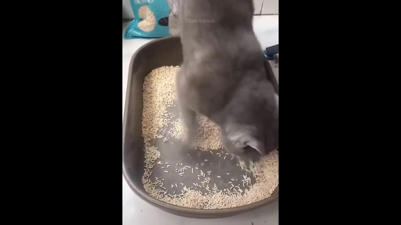 "Laugh Out Loud with These Funny Animal Videos | funny animals, Cute Baby Animals and More!"