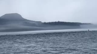 Giant Pod of Pacific White-Sided Dolphins Play Around Boat