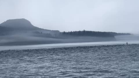 Giant Pod of Pacific White-Sided Dolphins Play Around Boat