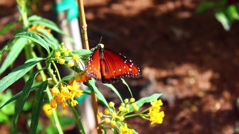 Butterfly House at Bonnet Springs