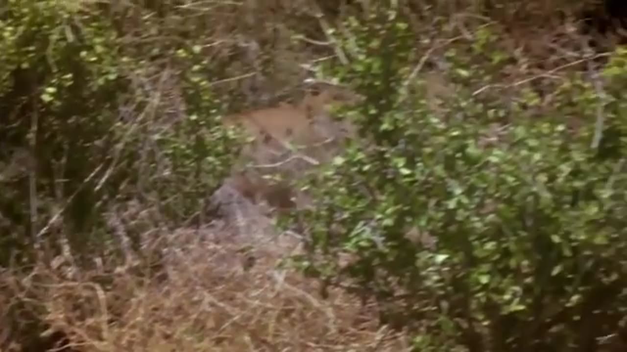 Unbelievable gorilla adopts lion cub and the unexpected lioness saves baby from baboon, Gorilla.