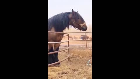 Horse TikToks That Went Viral! #5