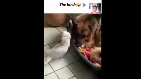 Animal Funny video 🤣🤣#viral #trending