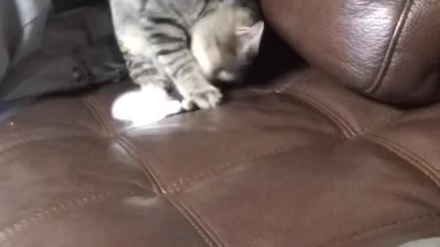 A lovely cat is having fun