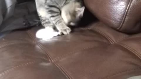 A lovely cat is having fun