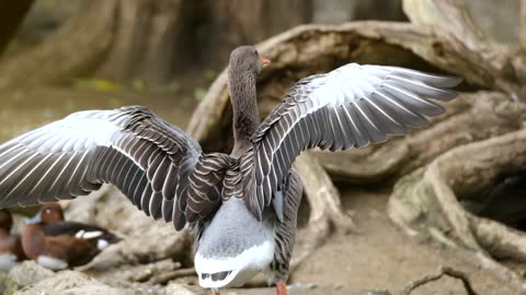 Beautiful goose great photography