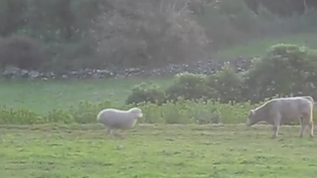 Cutest fight ever... 🐑😂