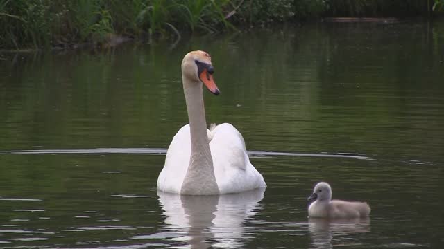 A family of free swans