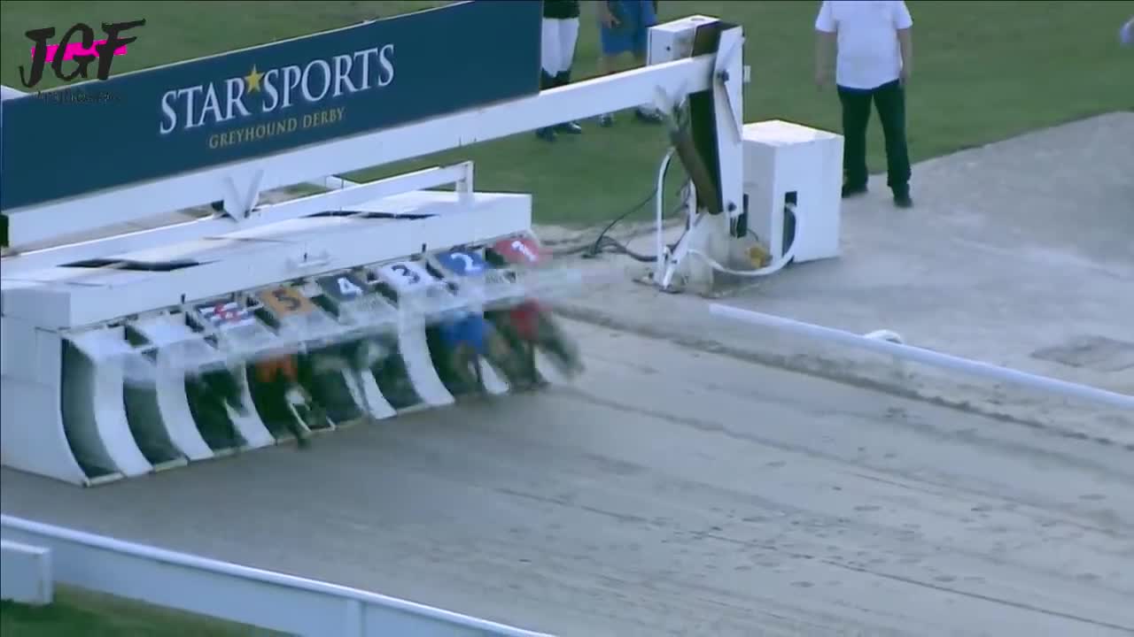 Greyhound dog racing - Track race 480m