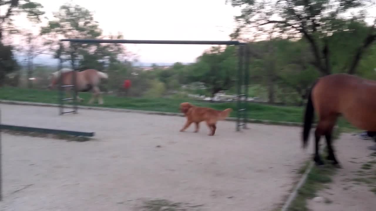 A Dog Is Introduced To A Pair Of Horses. Wait Until You See What Happens Next.