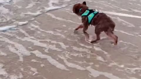 First dip in the ocean