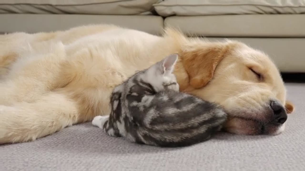 Golden Retriever Don't Get Mad At Kitten No Matter What They Do