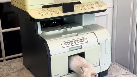 Cat Magic copy machine...