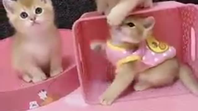 super funny cute kitten cats😍