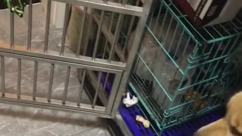Funny Dog Videos | Funny Animals | Dog Playing With Baby | Emotional Dog Video | #dog #dogs #shorts