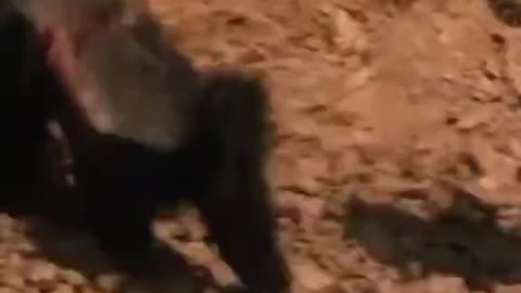 Lion vs honey badger