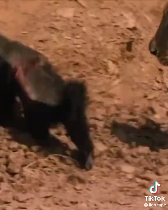 Lion vs honey badger