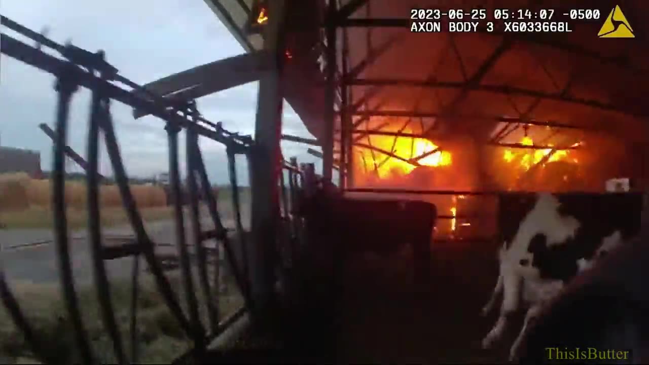 Policeman Goes To Fire, Rescues Three Cows From Burning Barn