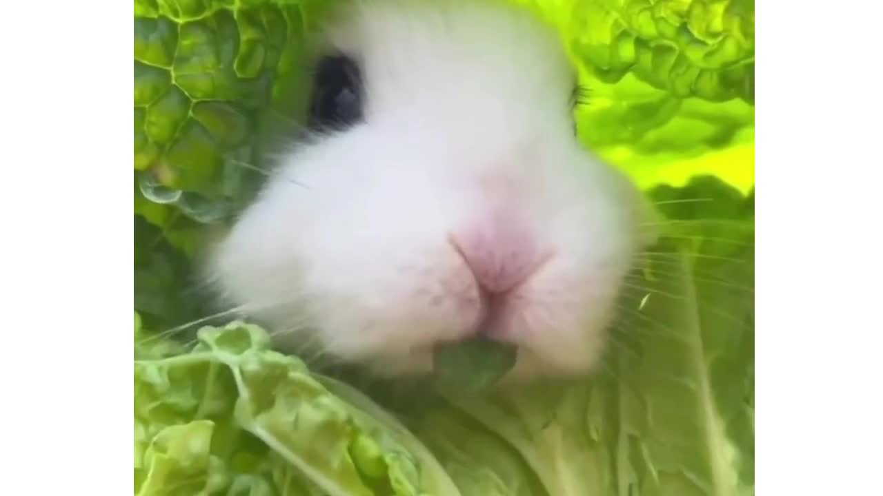 A rabbit is enjoying the food, it is too cute