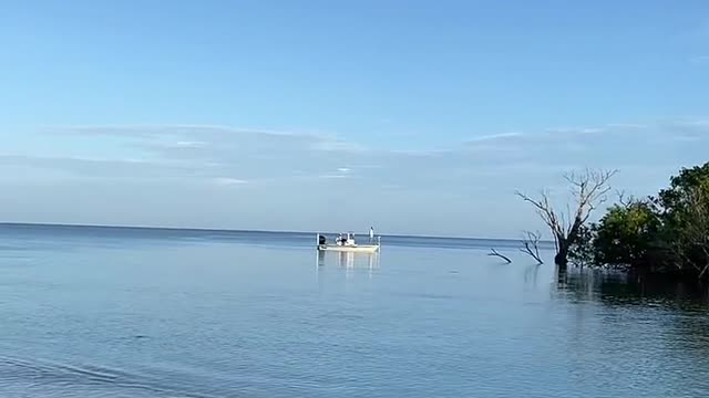 Livestream Clip - Dolphins At Little Hickory Beach Before Ian Part 2