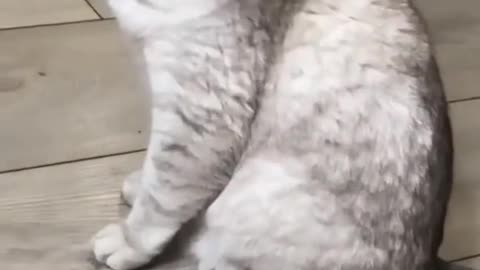 Cute cat funny