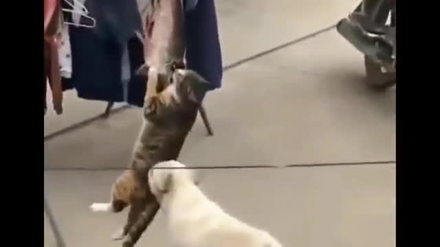 Funniest cat videos #57 - HILARIOUS!