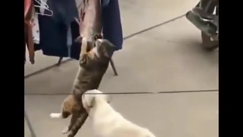 Funniest cat videos #57 - HILARIOUS!