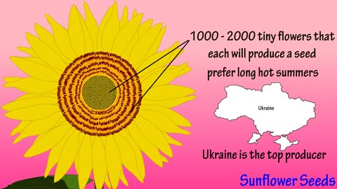 Sun flowers seeds