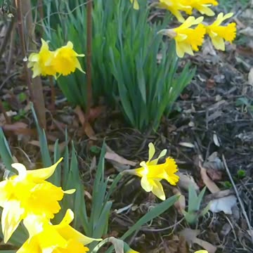 My Daffodils Plant ♥️