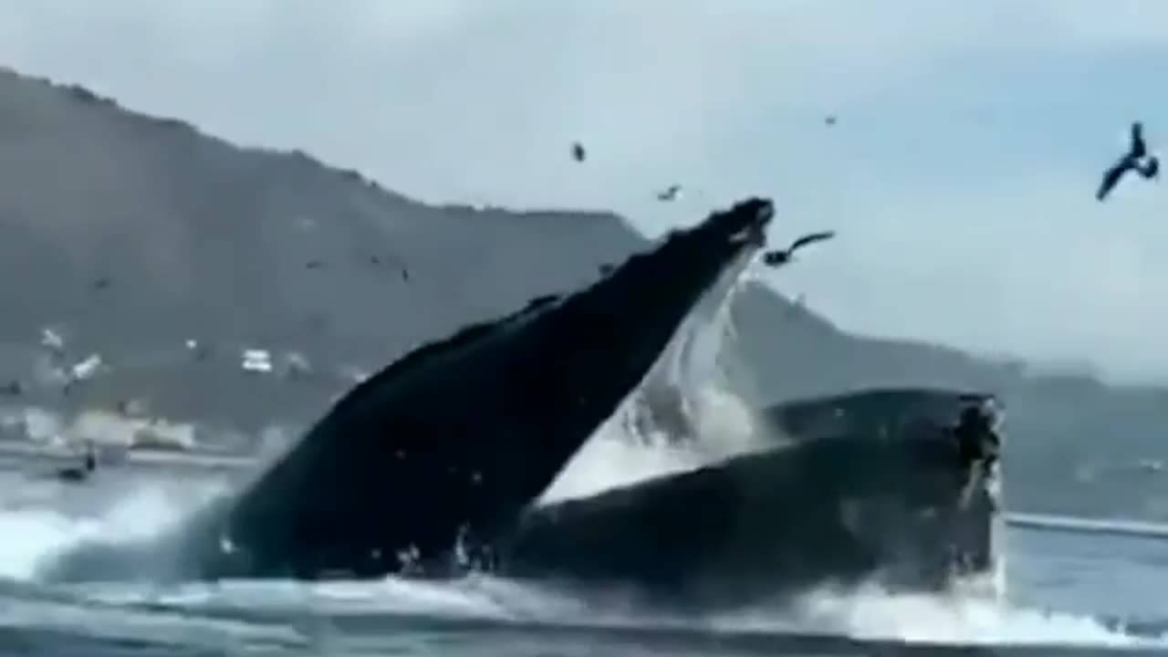 oopsy