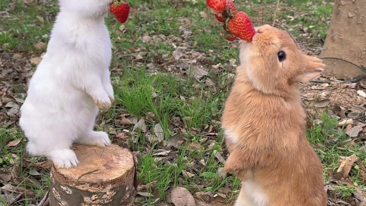 Beautiful Rabbit 🐰🐰 Eating Staberry Tree
