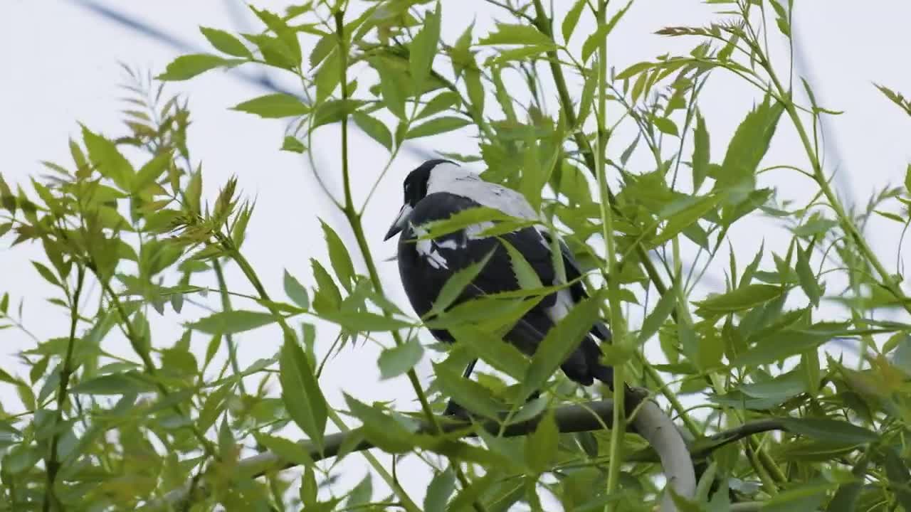 XT-3 slow-motion of a honeyeater and magpie