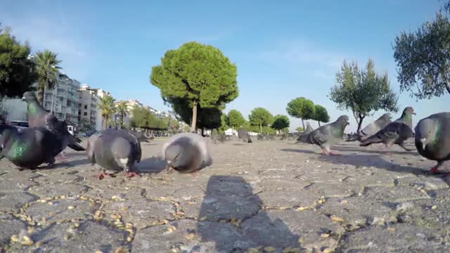 Animal Bird Pigeons Feeding on the Ground