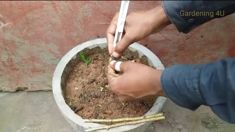 Grafting technique to get multiple colour hibiscuses flower in one plant