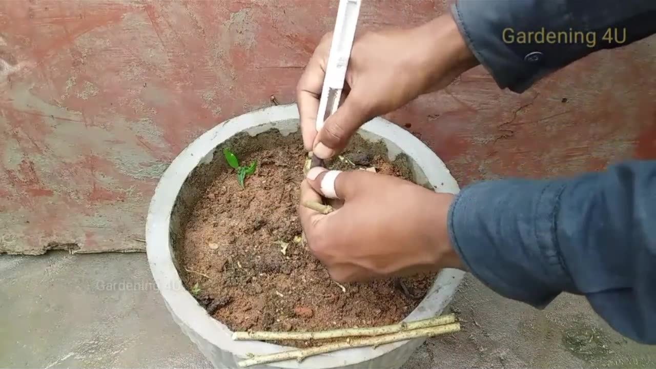 Grafting technique to get multiple colour hibiscuses flower in one plant