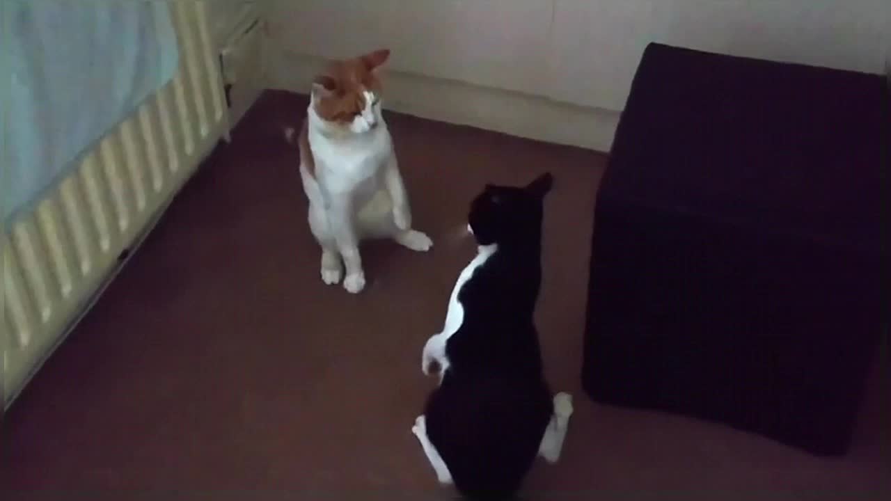 Crazy Cat Fight