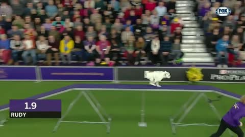 WKC Masters Agility course | FOX SPORTS