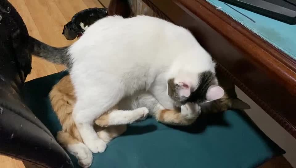 Happy Brothers Play Games