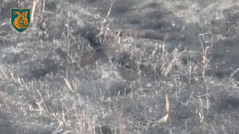 Ukrainians Clear Russian Trenches