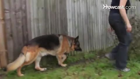 How to Prepare Your Dog for Guard Dog Training