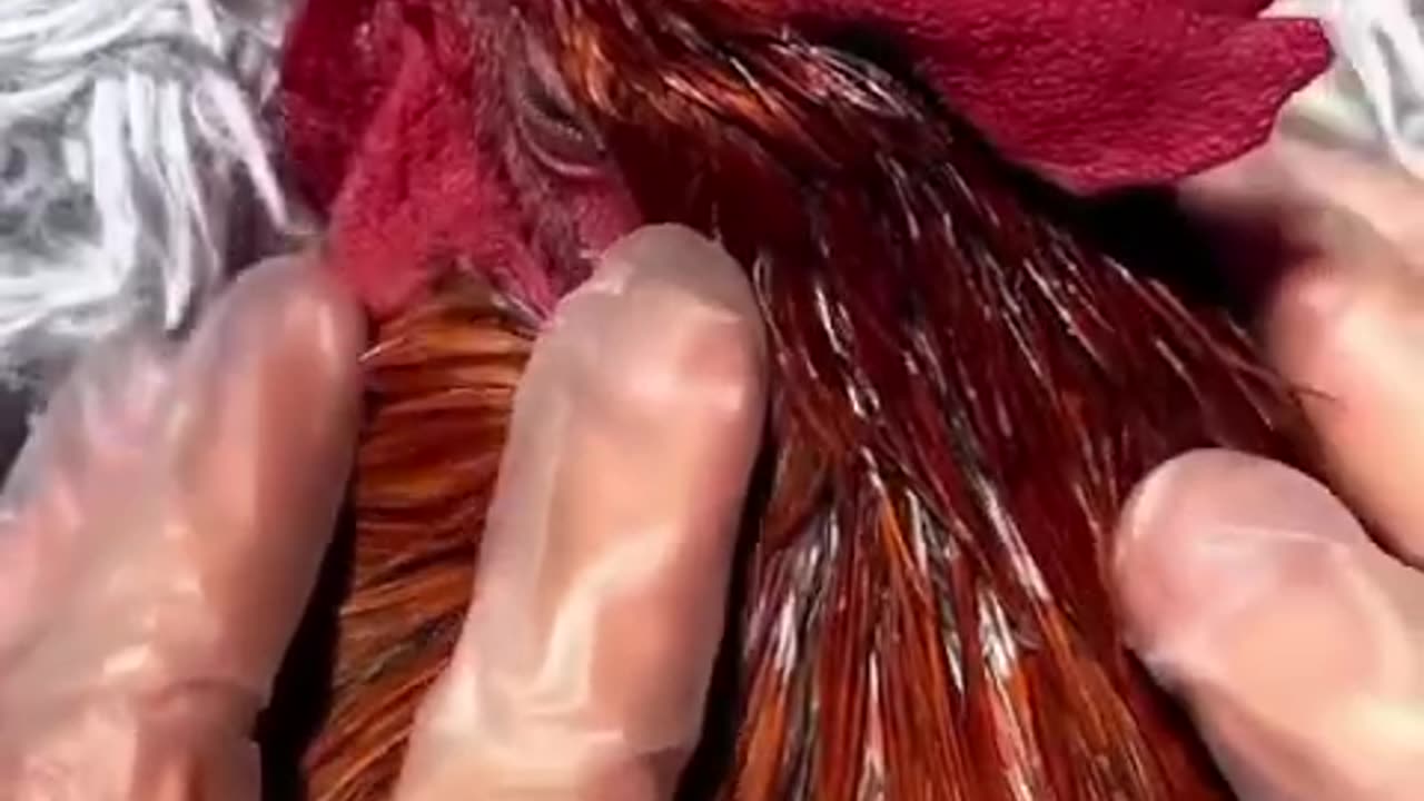 Chicken spa