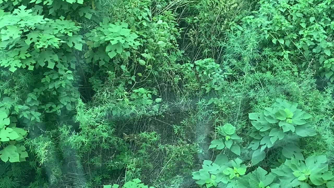 Wild Life